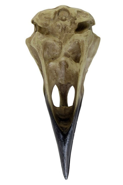 Corvus Hauskúpa
