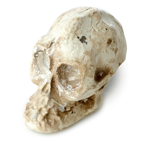 Human Skull Dig-A-Saurs