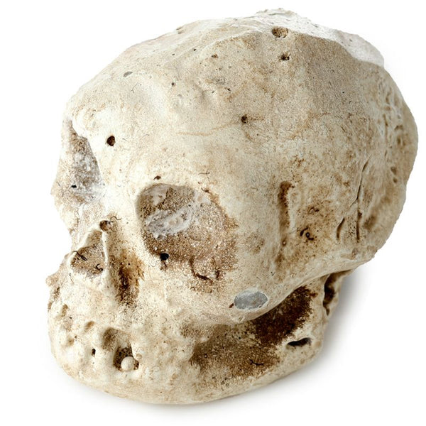 Human Skull Dig-A-Saurs