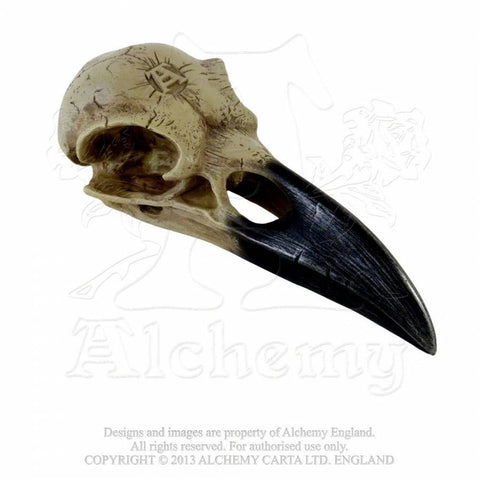 Corvus Hauskúpa