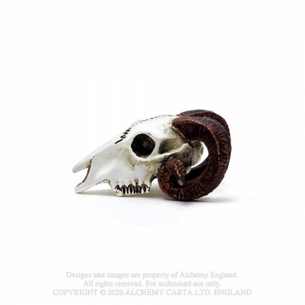 Miniature Rams Skull